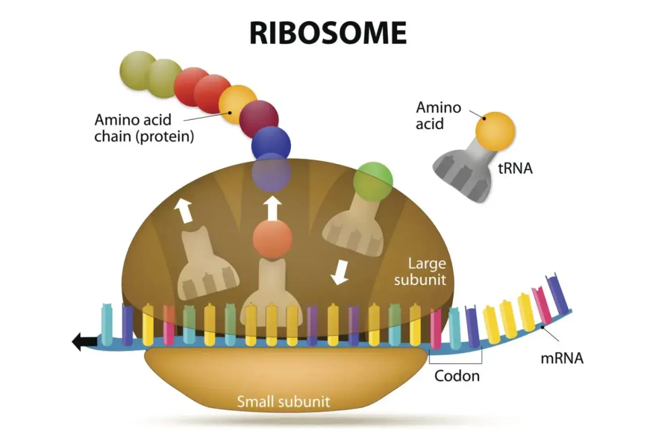 Le ribosome assemble une chaîne d'acides aminés (protéine) à partir de l'ARNm, montrant à quoi servent les acides aminés.