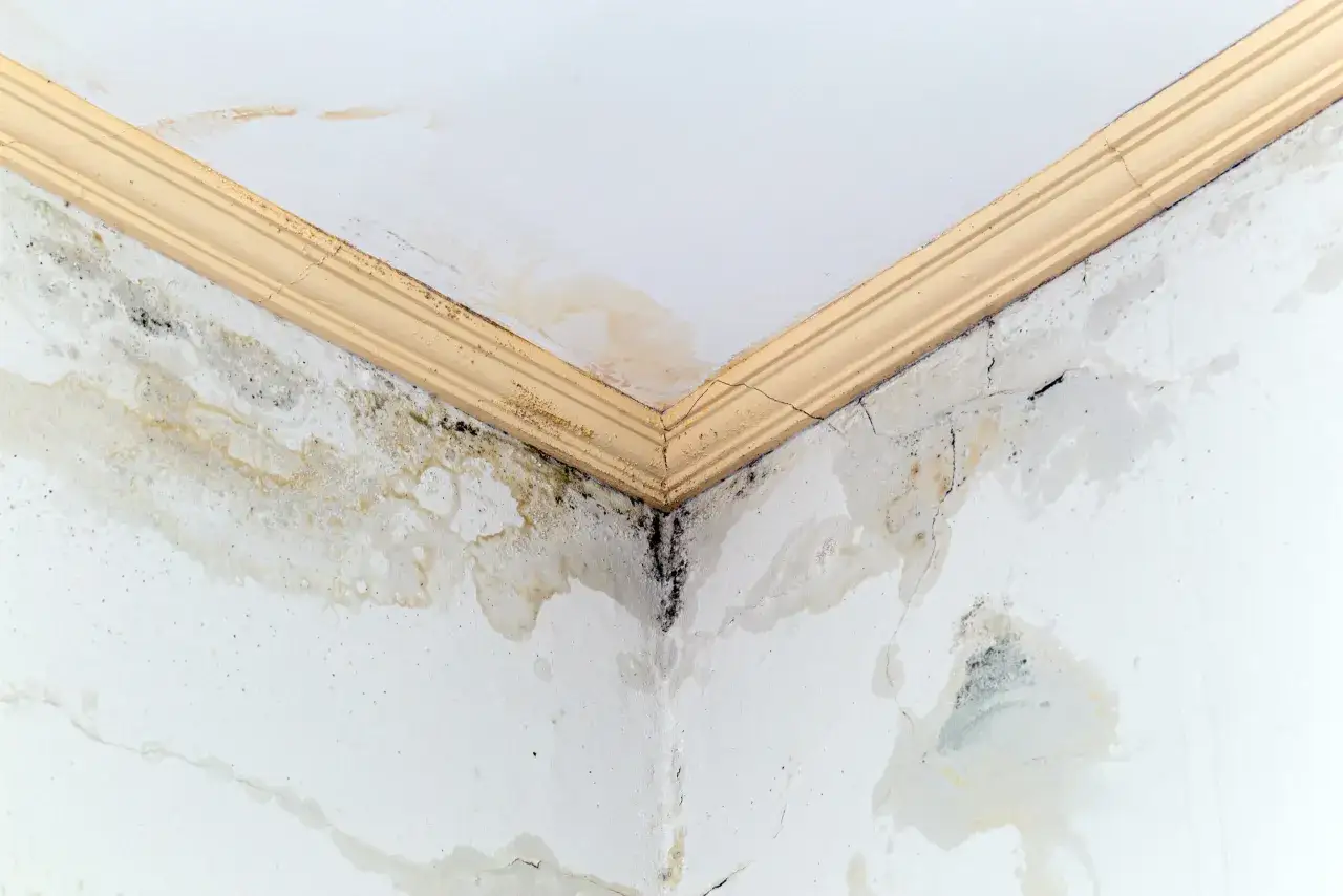 Angolo di una stanza con soffitto e pareti bianche segnati da estese macchie da infiltrazione d'acqua e muffa.