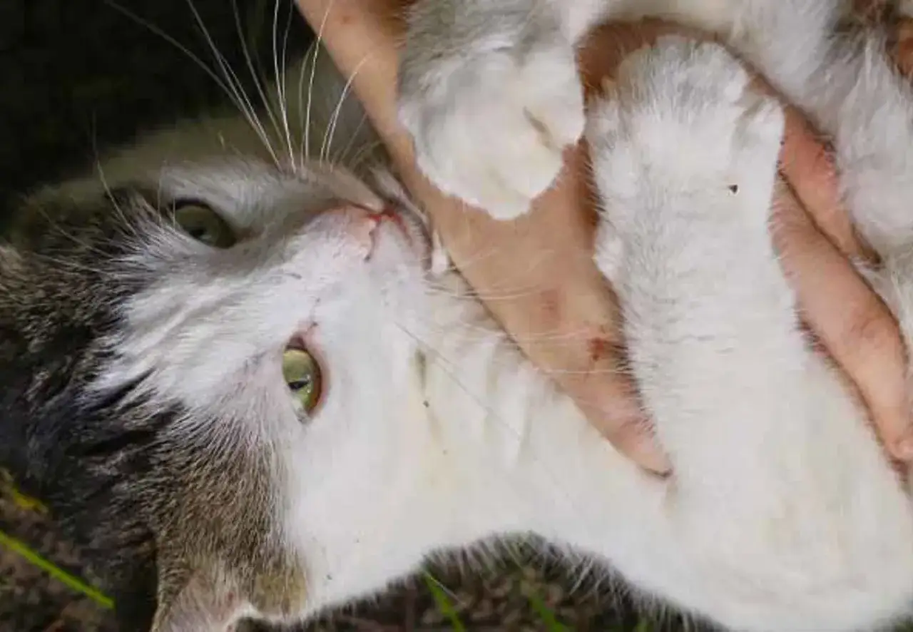 En katt med gröna ögon och vit päls med grå fläckar verkar ha blivit biten av en orm. En hand håller försiktigt katten.