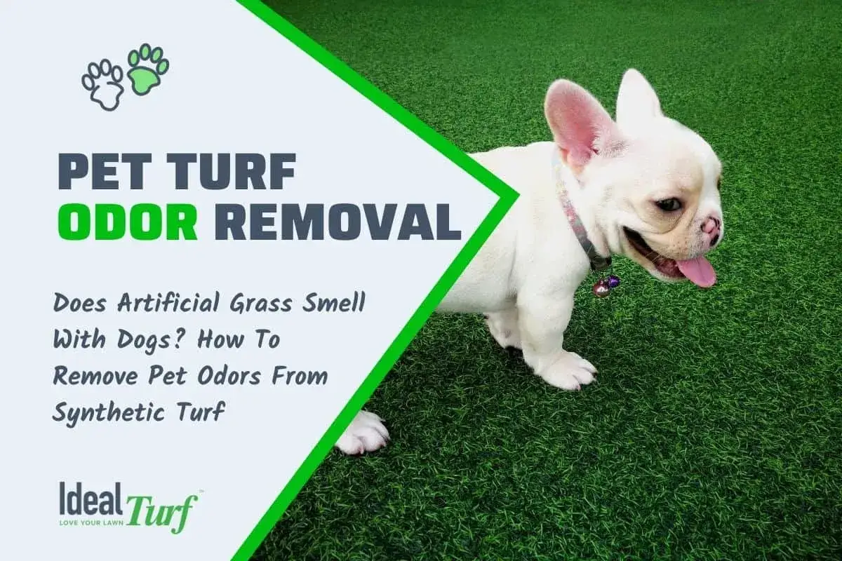 Cachorro blanco sobre c&eacute;sped artificial. Aprende como limpiar c&eacute;sped artificial de pipi de perro y eliminar olores.