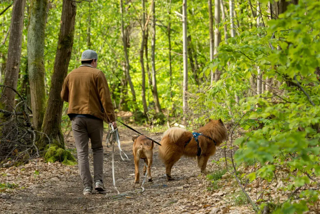 Un homme et ses deux chiens profitent d'une belle journée de cani randonnée dans une forêt verdoyante.