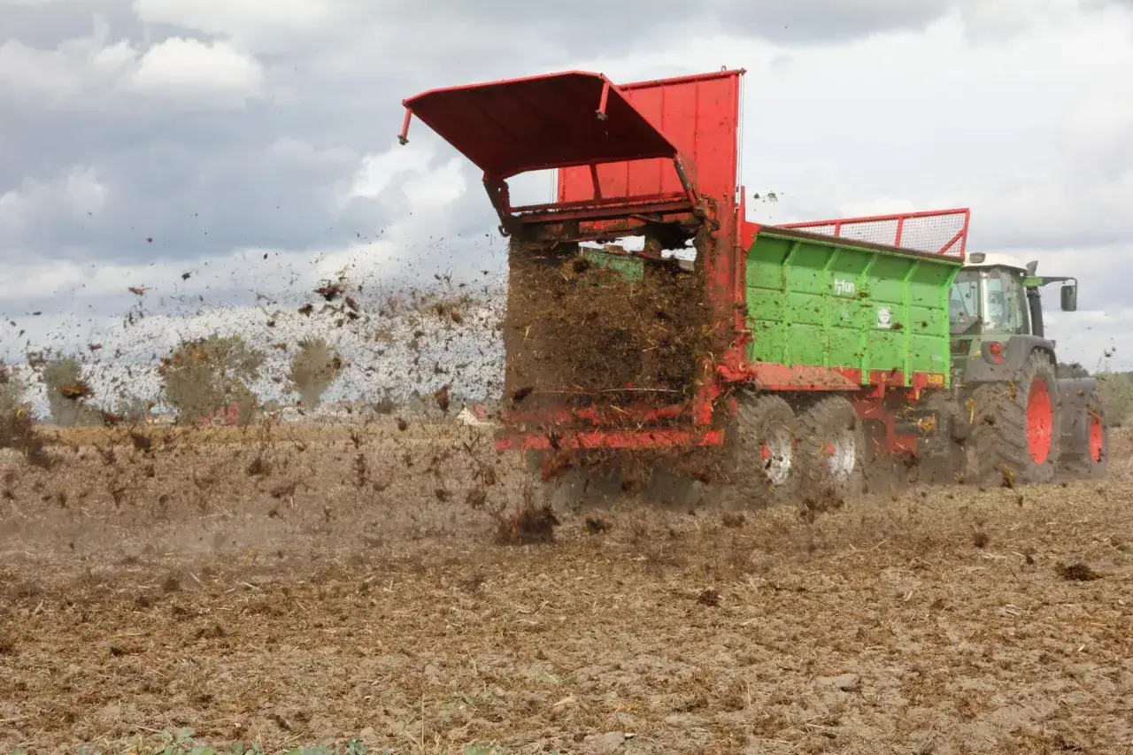Traktor z przyczepą rozsypuje obornik bydlęcy na polu. W powietrzu unosi się pył i fragmenty nawozu.