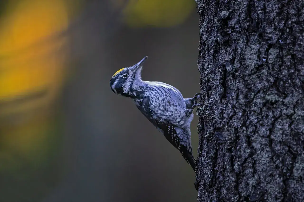 En naturfotograf f&aring;ngade en hackspett med gul hj&auml;ssa som kl&auml;ttrar p&aring; en barkig tr&auml;dstam.