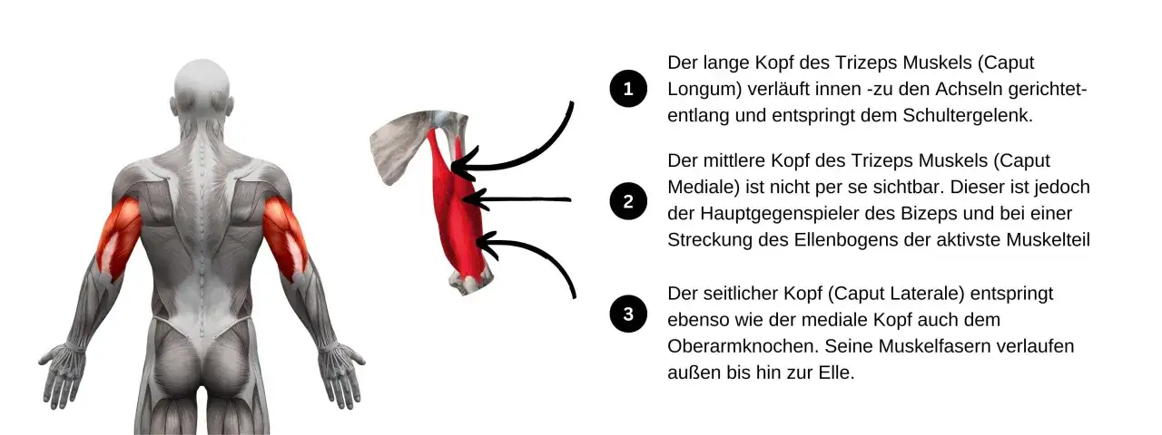 Anatomie Armmuskeln Bizeps Trizeps