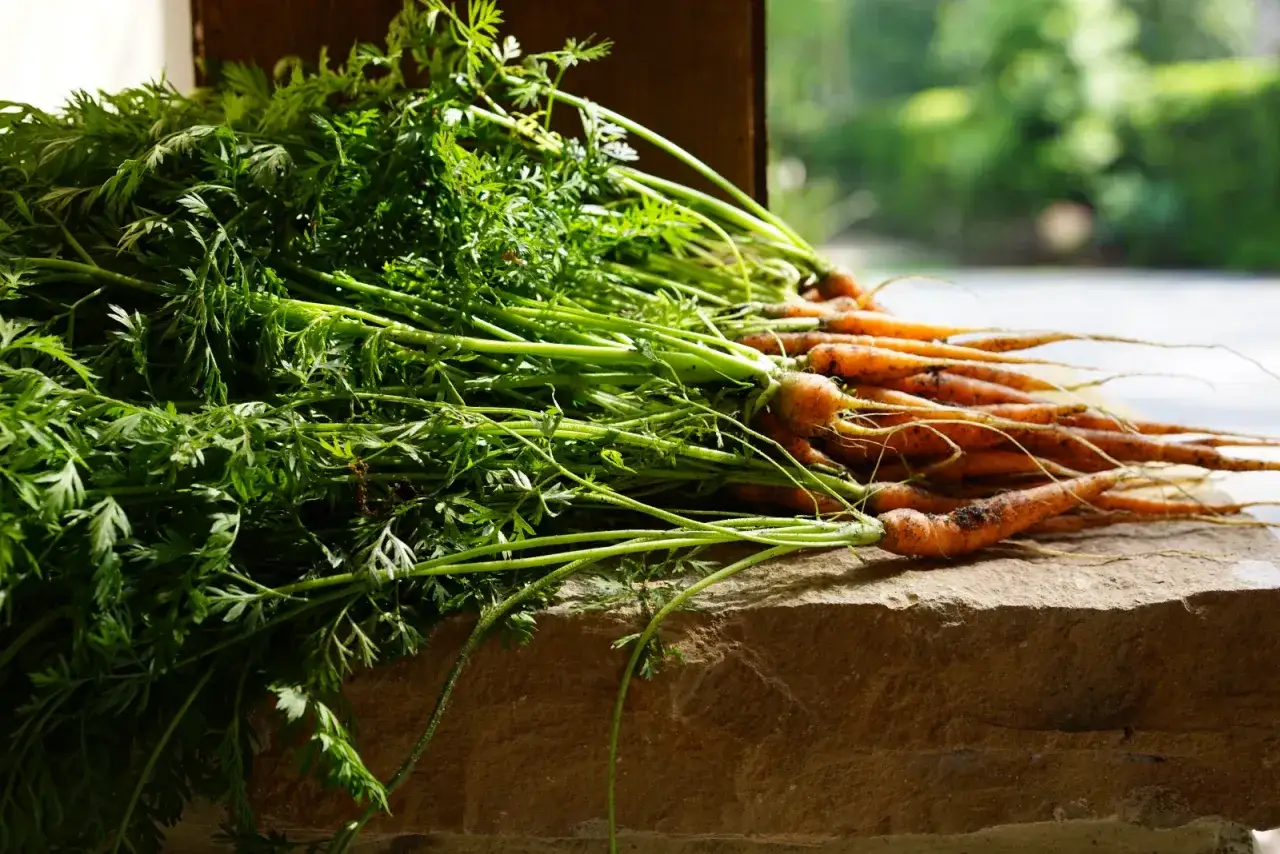 Un bouquet de carottes fraîches avec leurs fanes vertes luxuriantes, prêtes à être cuisinées.