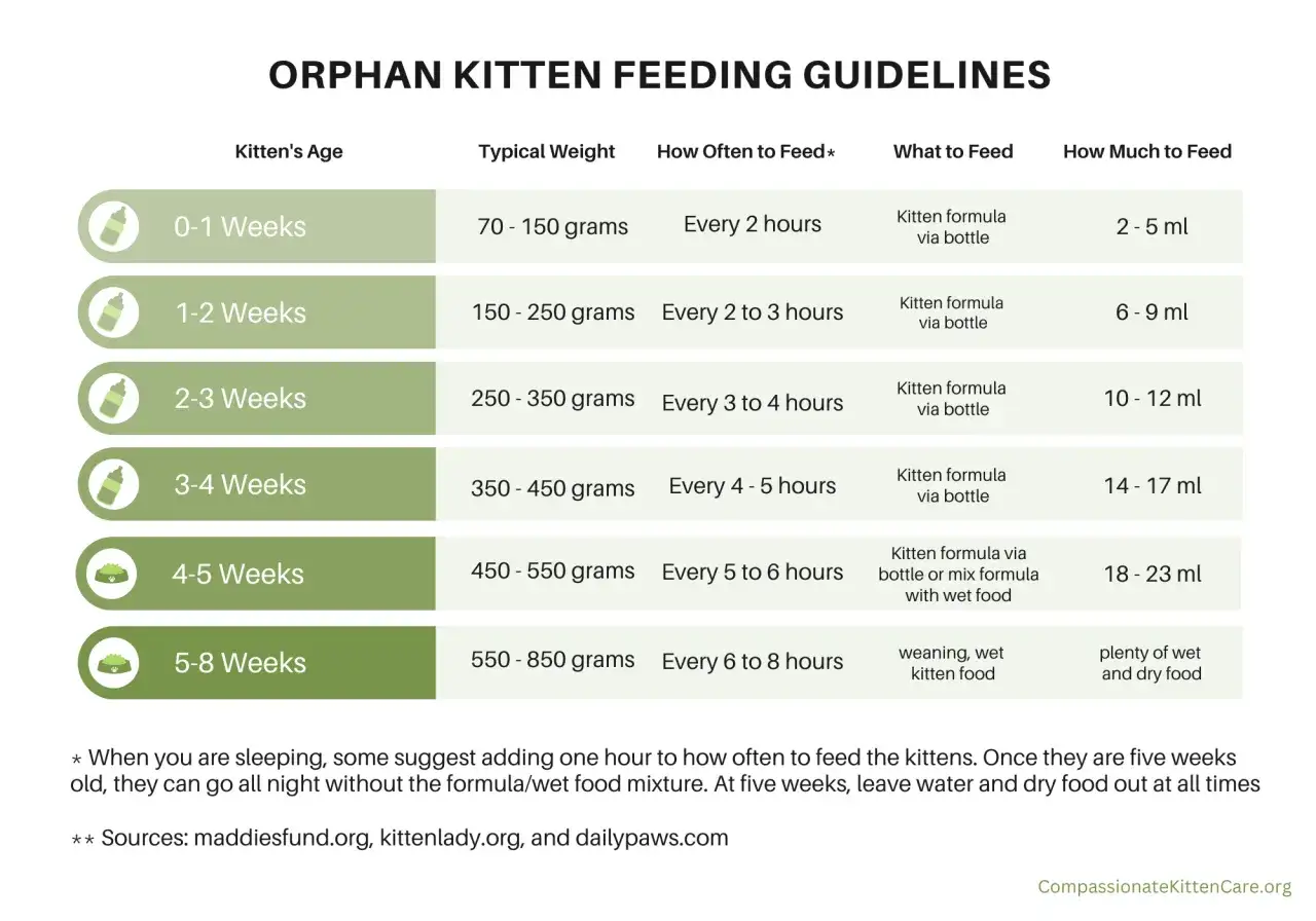 Orphan kitten feeding chart detailing age, weight, feeding frequency, food type, and amount.