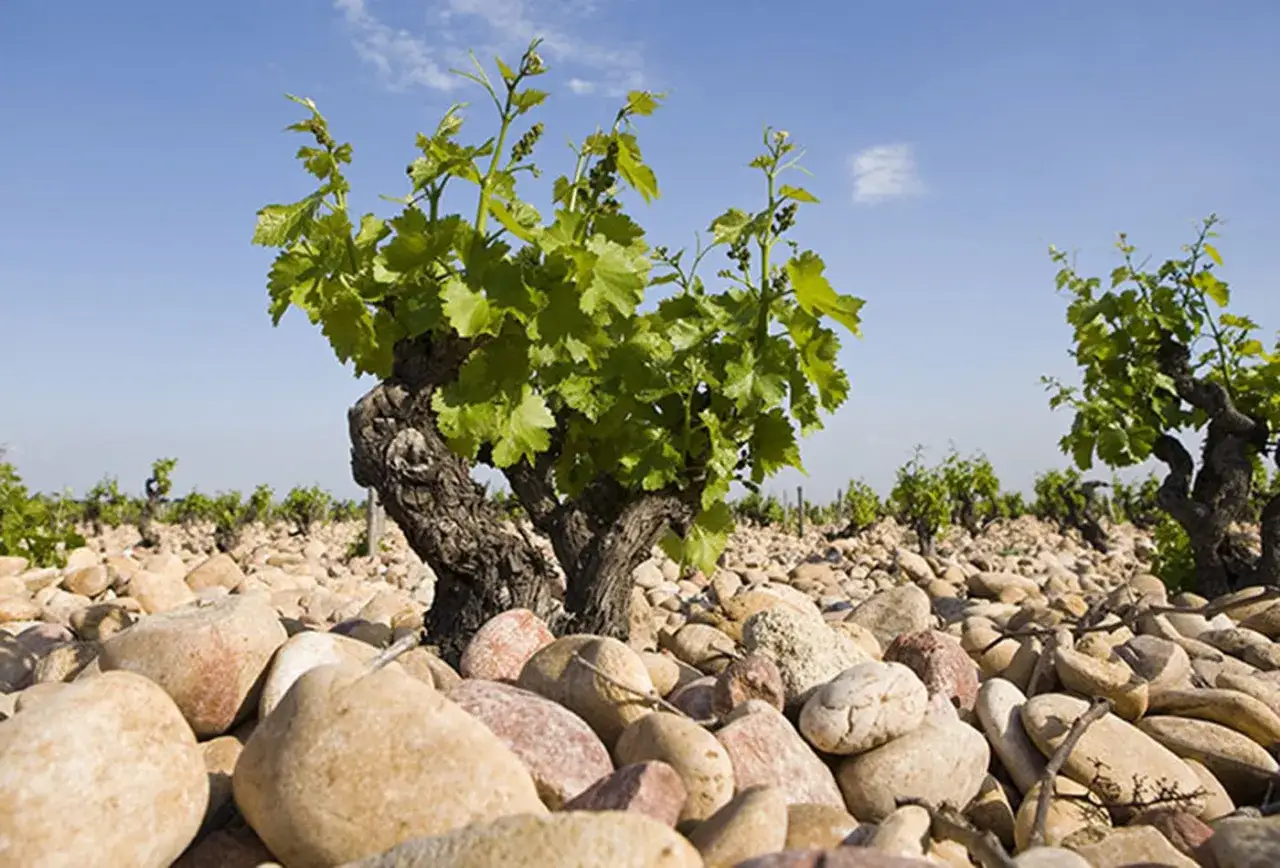 Reben im sonnigen Ch&acirc;teauneuf-du-Pape, umgeben von Kieselsteinen, die die W&auml;rme speichern.