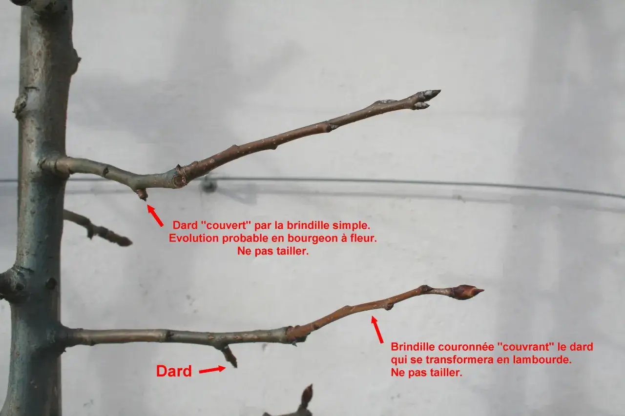 Détail de la taille d'un pommier espalier : un dard et une brindille couronnée, tous deux à ne pas tailler.
