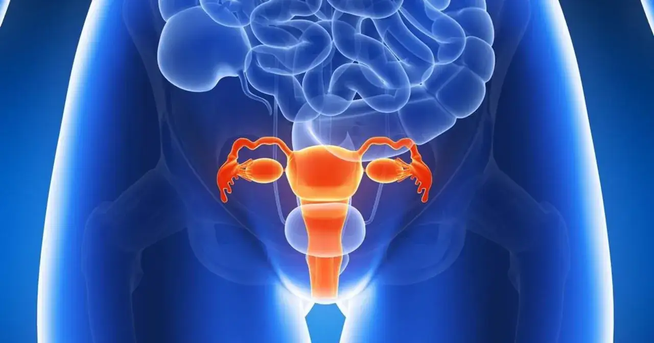 Anatomia kobieca z widocznym układem rozrodczym. Szyjka macicy, jajniki i jajowody w kolorze pomarańczowym. Konizacja szyjki macicy to zabieg chirurgiczny.