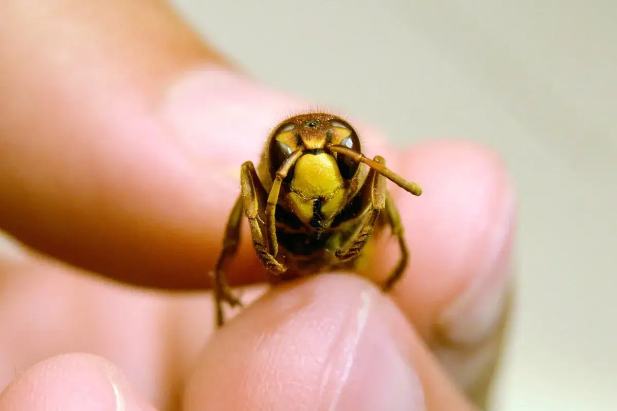 Una vespa avispa, con su cabeza amarilla y ojos grandes, se posa sobre un dedo.