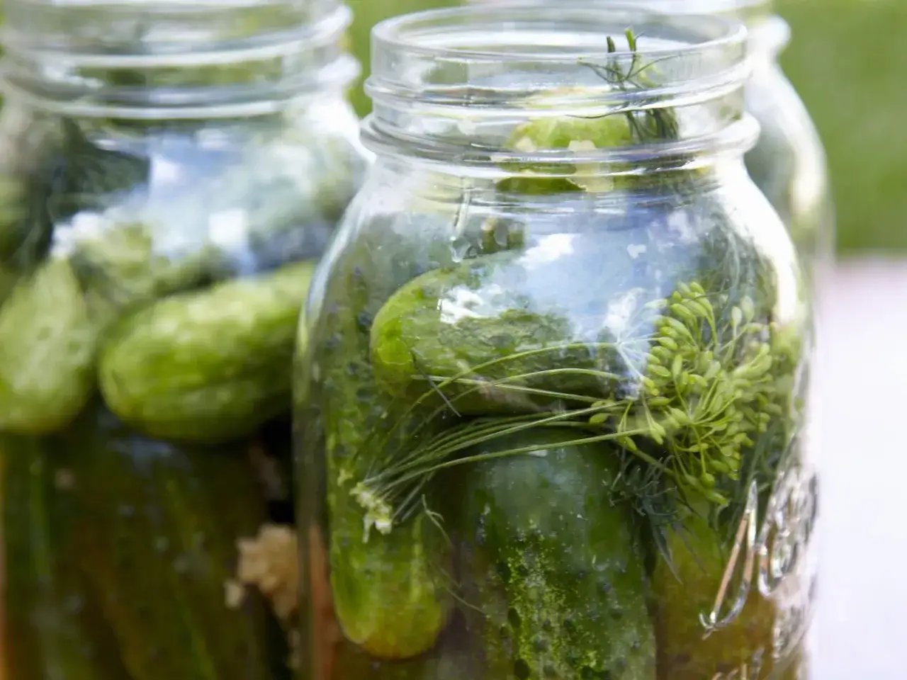 Frische Gurken mit Dill in Gl&auml;sern, bereit f&uuml;r ein schnellgurken rezept ohne kochen.