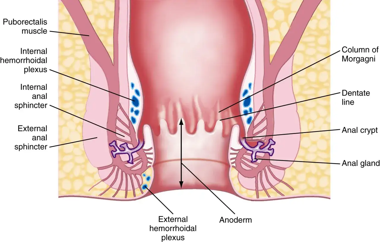 Anatomia odbytu, kluczowa dla zrozumienia przyczyn świądu odbytu i domowego leczenia. Widoczne struktury: mięsień puborektalis, sploty hemoroidalne, zwieracze, linia zębata.