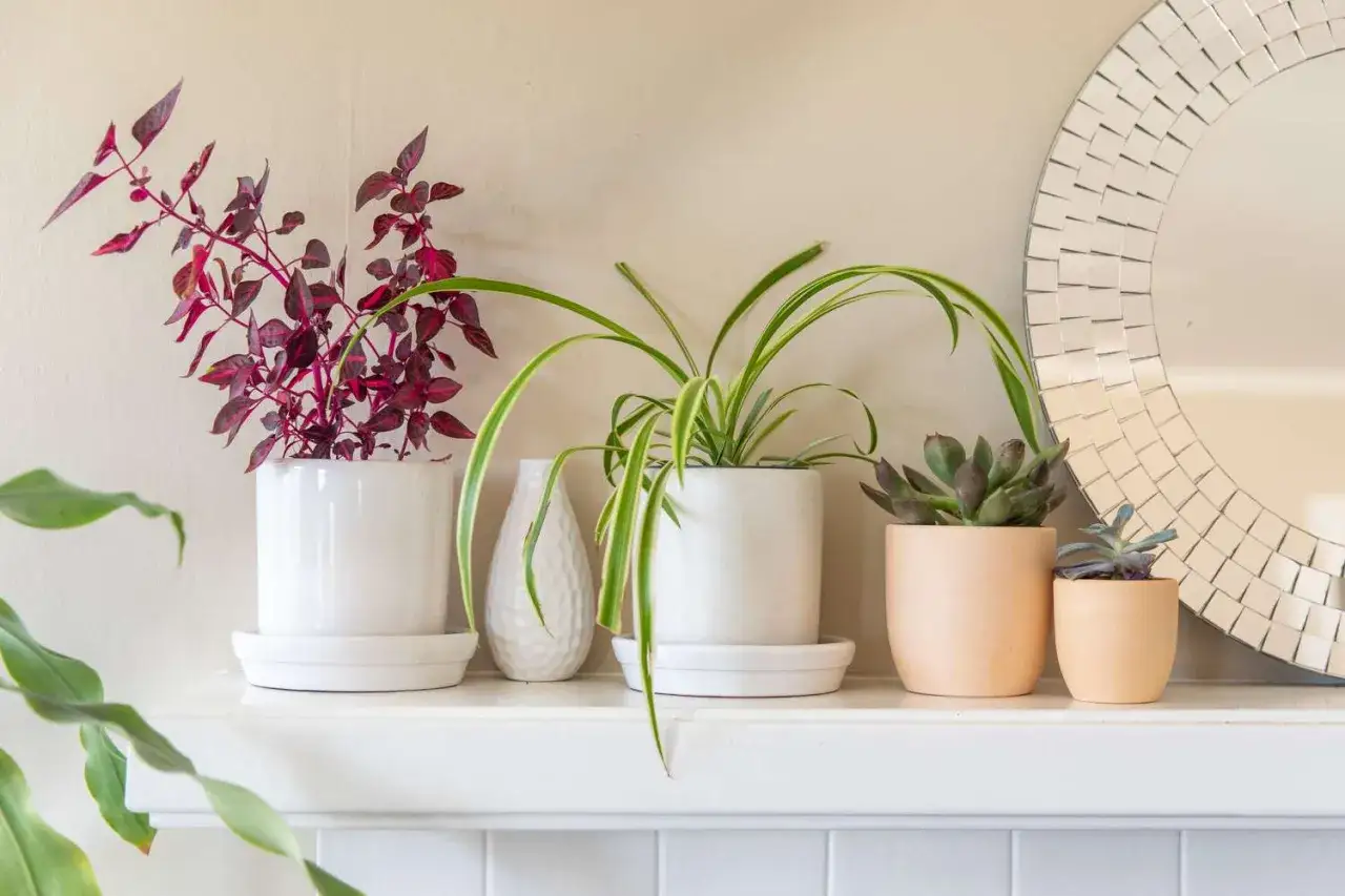Estanter&iacute;a con plantas que purifican el aire: una planta de hojas rojas, una planta ara&ntilde;a y suculentas, junto a un espejo decorativo.