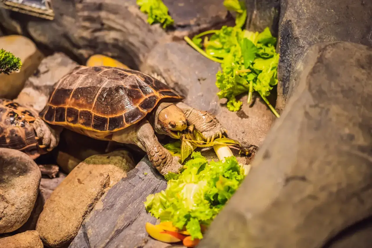 terrarium dla żółwia z wyposażeniem