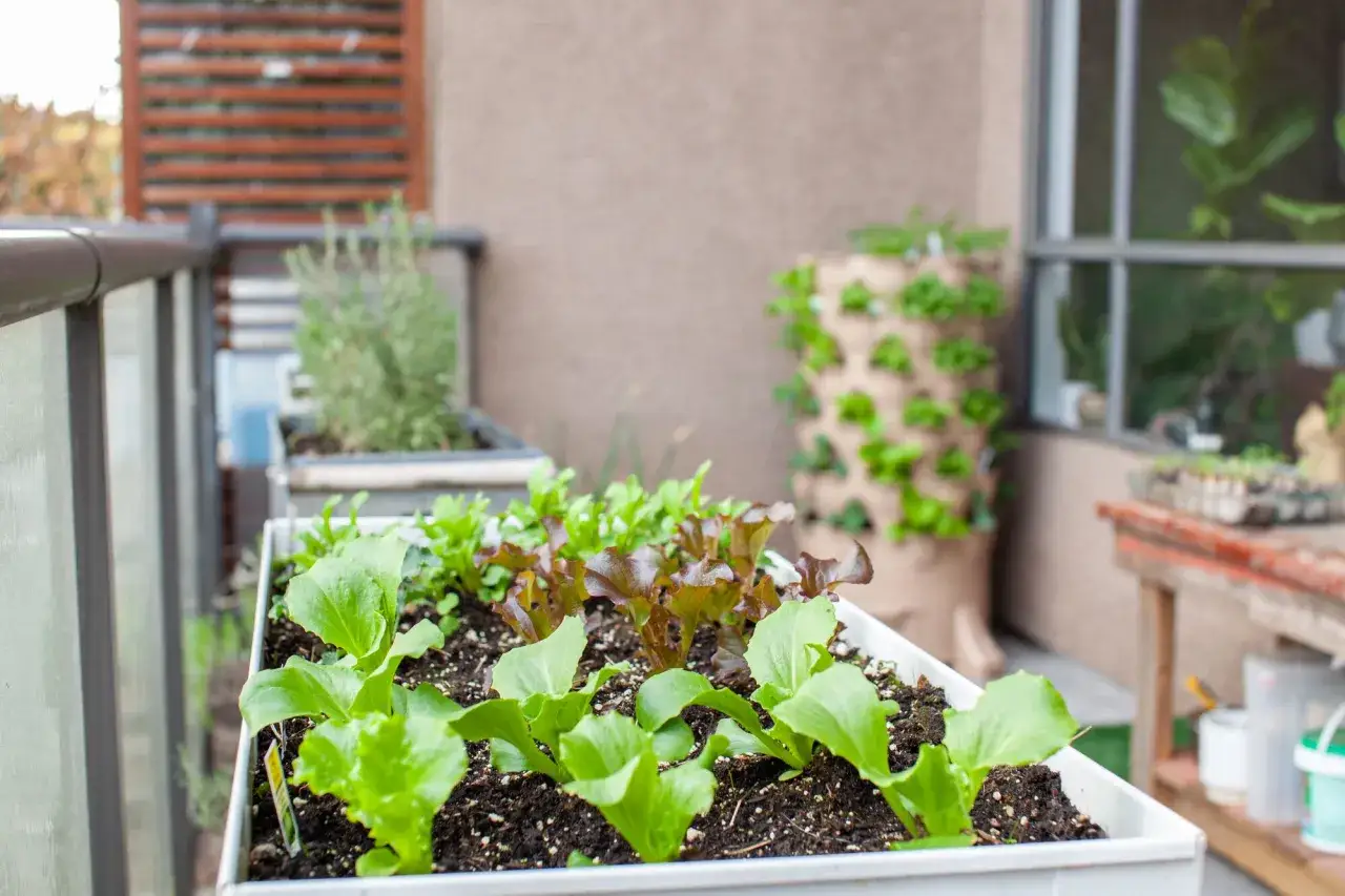 Lechugas verdes y rojas reci&eacute;n plantadas en una jardinera, perfectas para lo que se siembra en mayo.