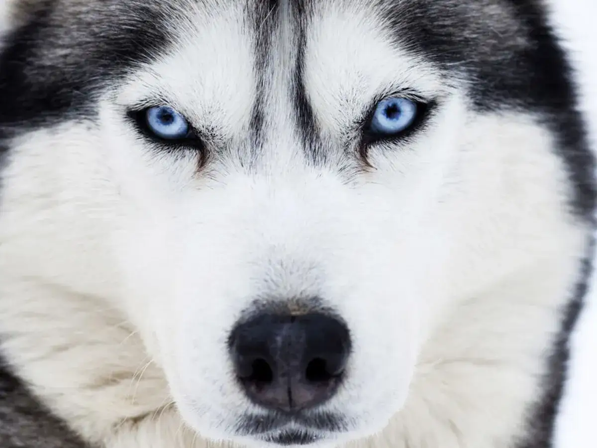 Intensywne, niebieskie oczy psa rasy husky wpatrują się wprost w obiektyw.