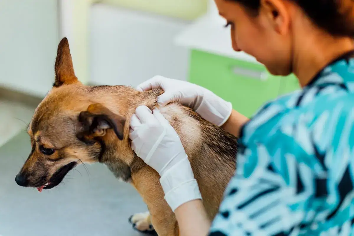 Veterinario examina a un perro con posible caspa en perros.