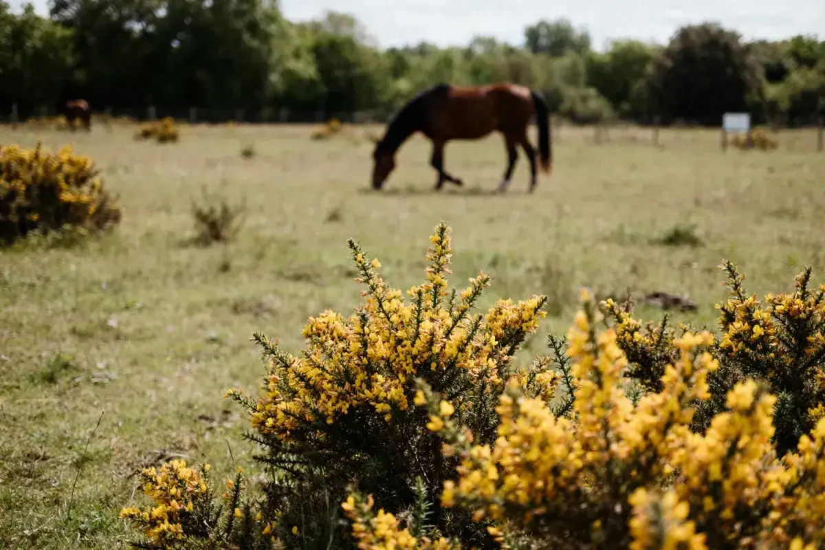 Un cheval broute dans un pré fleuri de genêts, une plante toxique pour les chevaux.
