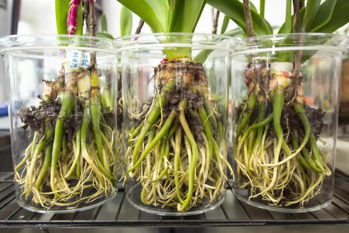 Trois orchid&eacute;es en culture in vitro, leurs racines saines promettent une longue dur&eacute;e de vie.