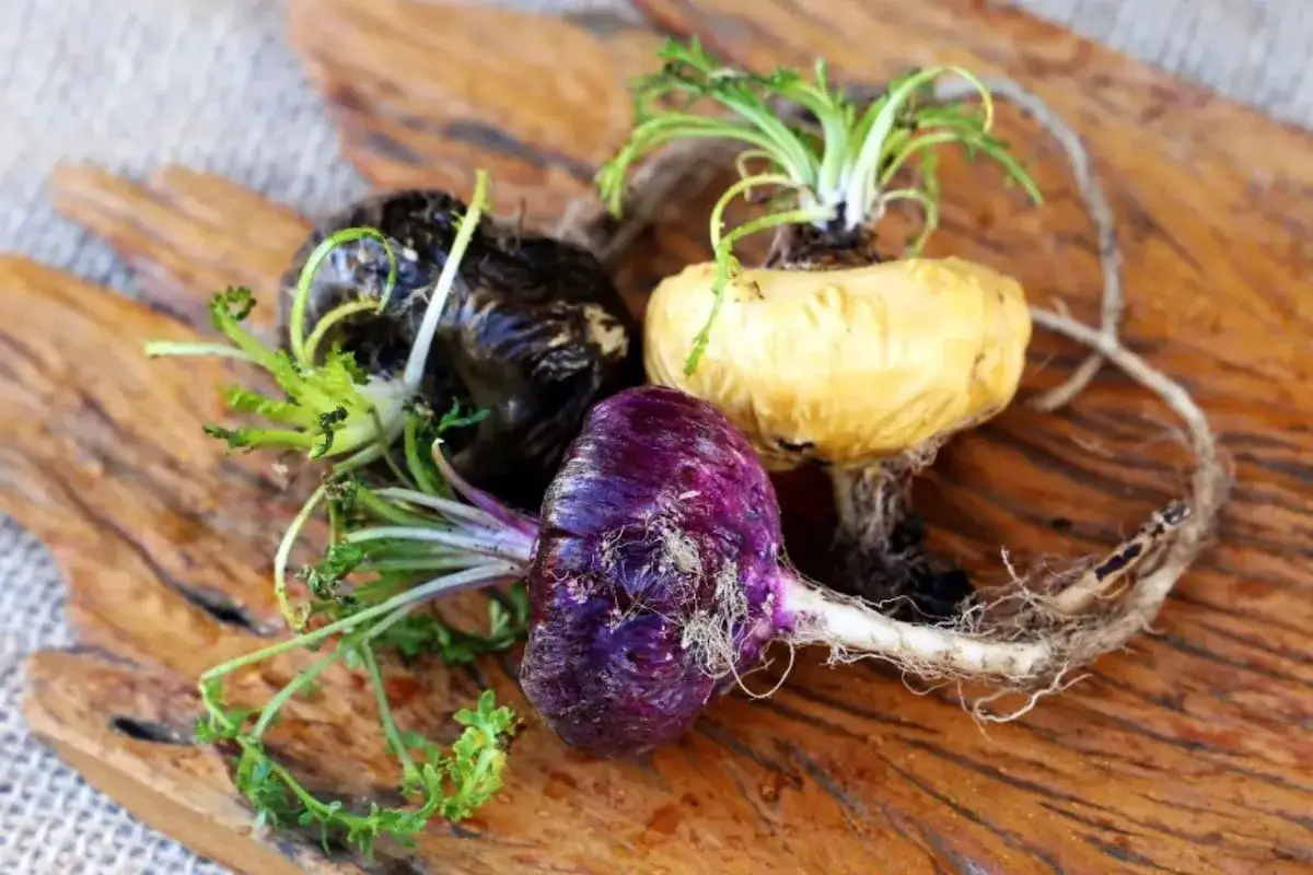 Tres raíces de maca, una morada, una negra y una amarilla, con sus hojas verdes y raíces fibrosas, sobre madera.