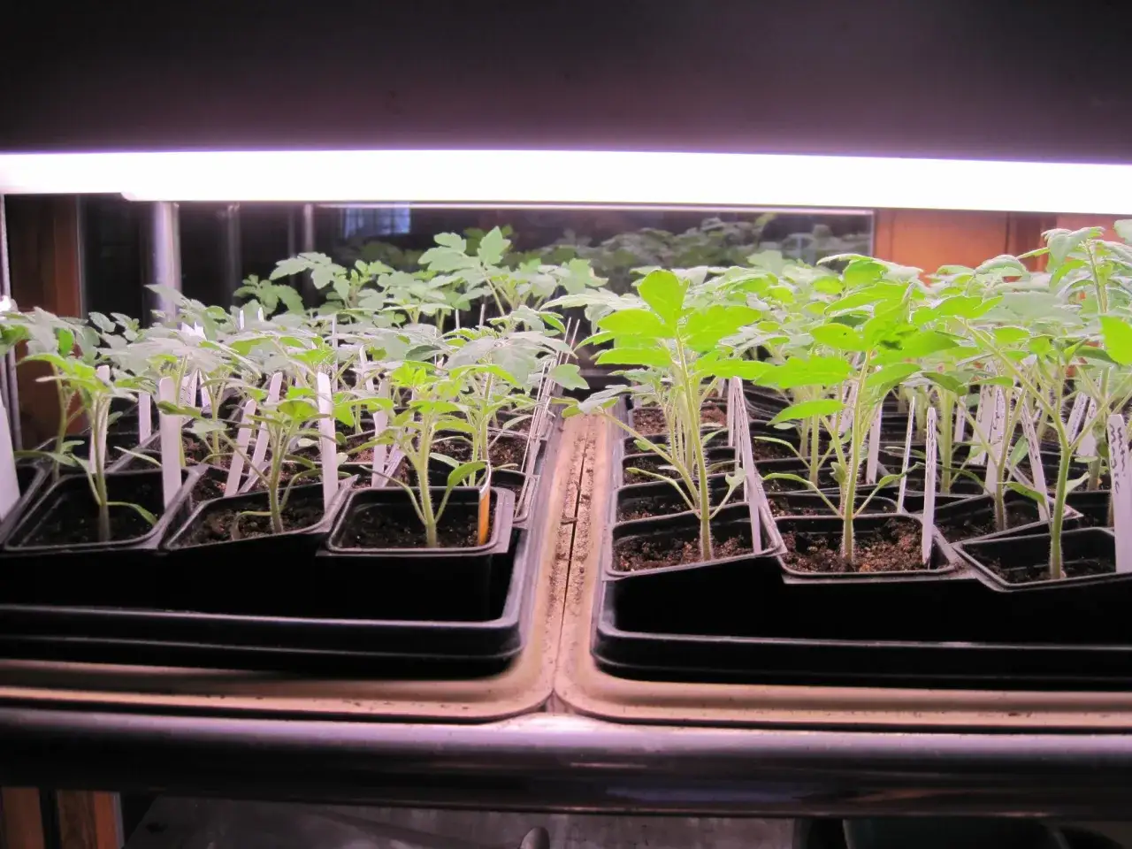 Des semis de tomates bien alignés sous une lampe de croissance, prêts à être repiqués.