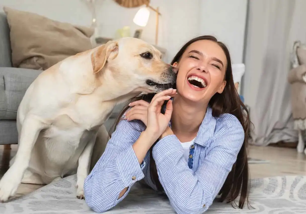 Labrador liże twarz kobiety, kt&oacute;ra śmieje się wesoło. Pies ma lepszy węch od człowieka, ale miłość jest ważniejsza.