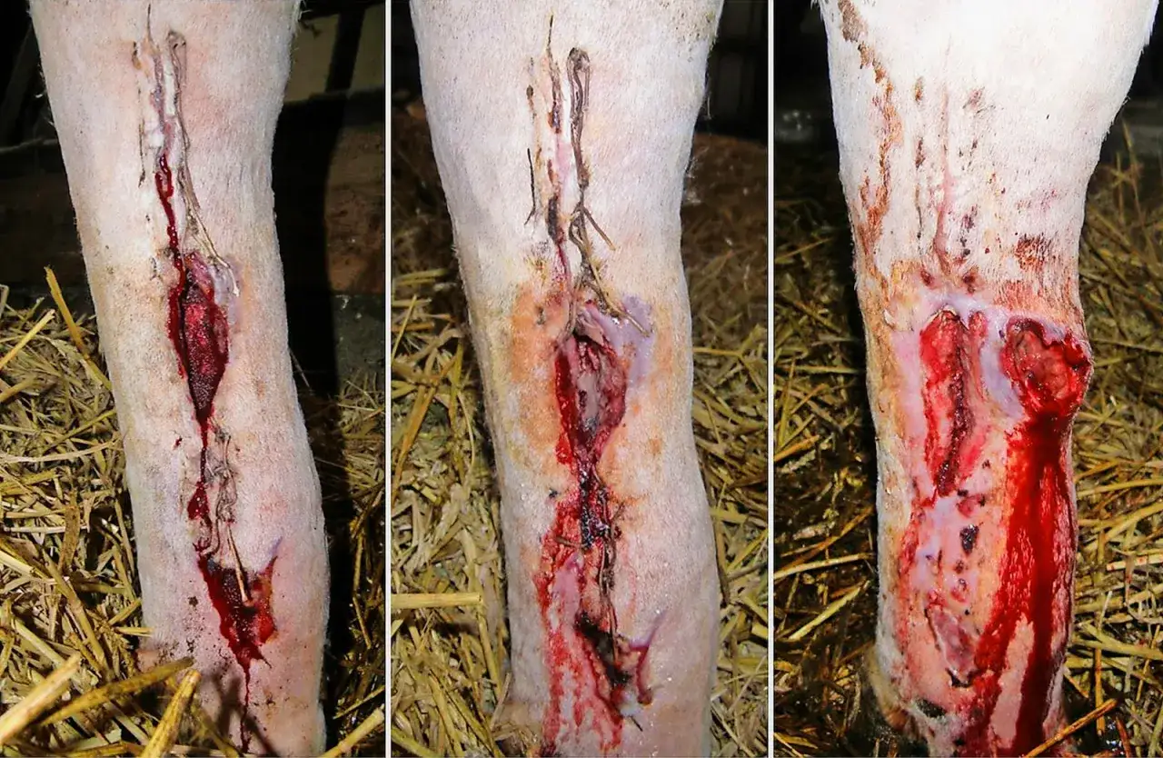 Drei Bilder zeigen ein stark blutendes, gen&auml;htes Bein mit offenem, tiefem Fleisch. Es sieht aus wie ein Unfall mit wildem Fleisch.
