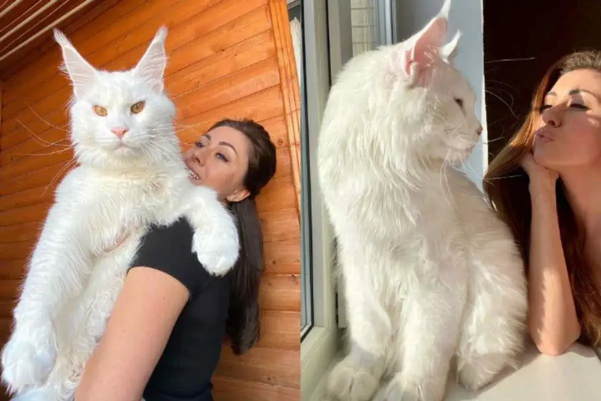 Un enorme maine coon bianco, un vero gigante, posa con una donna. Il gatto ha occhi dorati e un pelo folto.