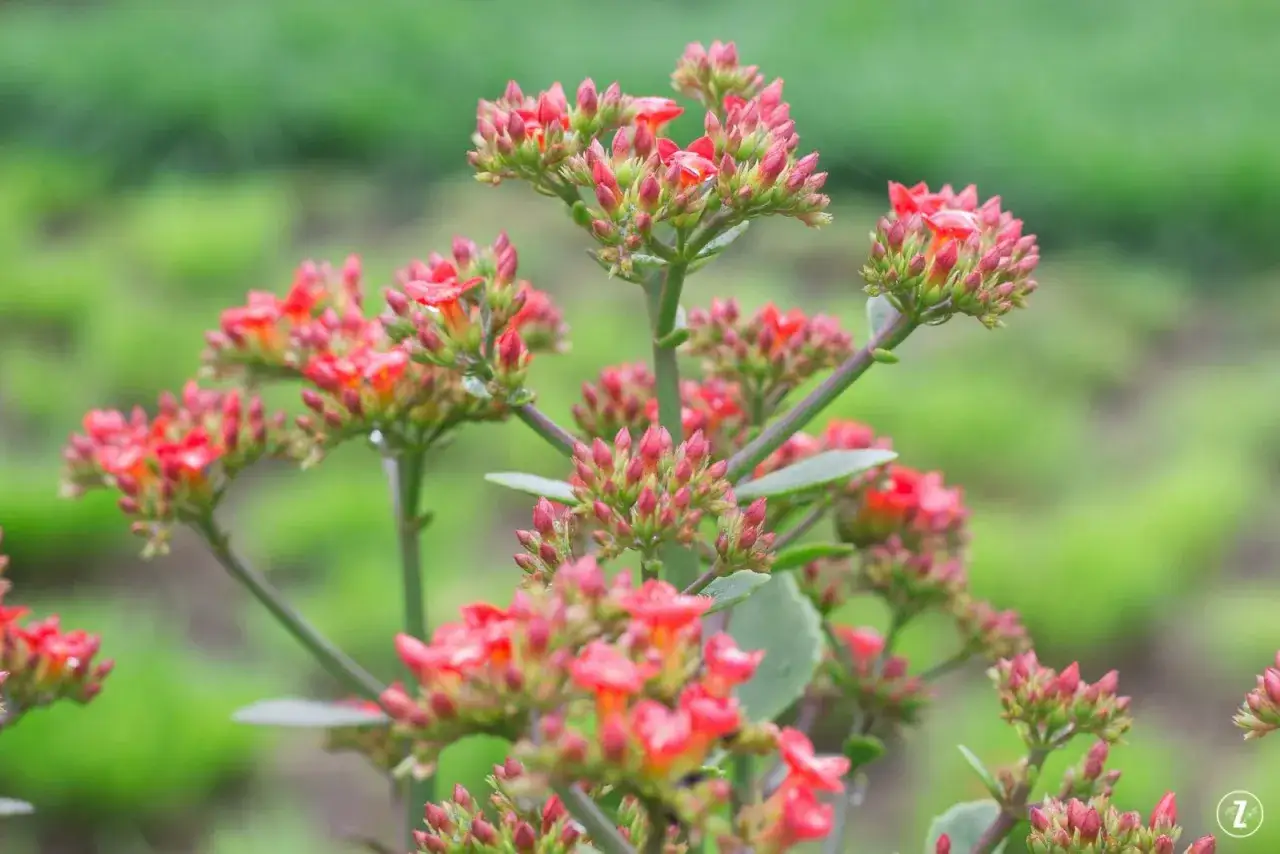 Kwitnące kalanchoe queen w odcieniach czerwieni i zieleni, z licznymi pąkami gotowymi do rozkwitu.