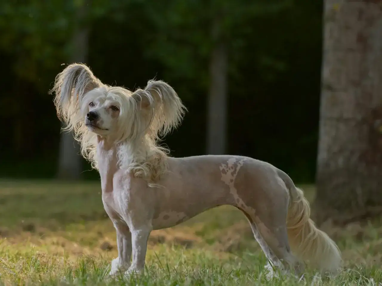 Un chien moche, un Chinois à crête, se tient fièrement dans l'herbe, ses grandes oreilles poilues dressées.