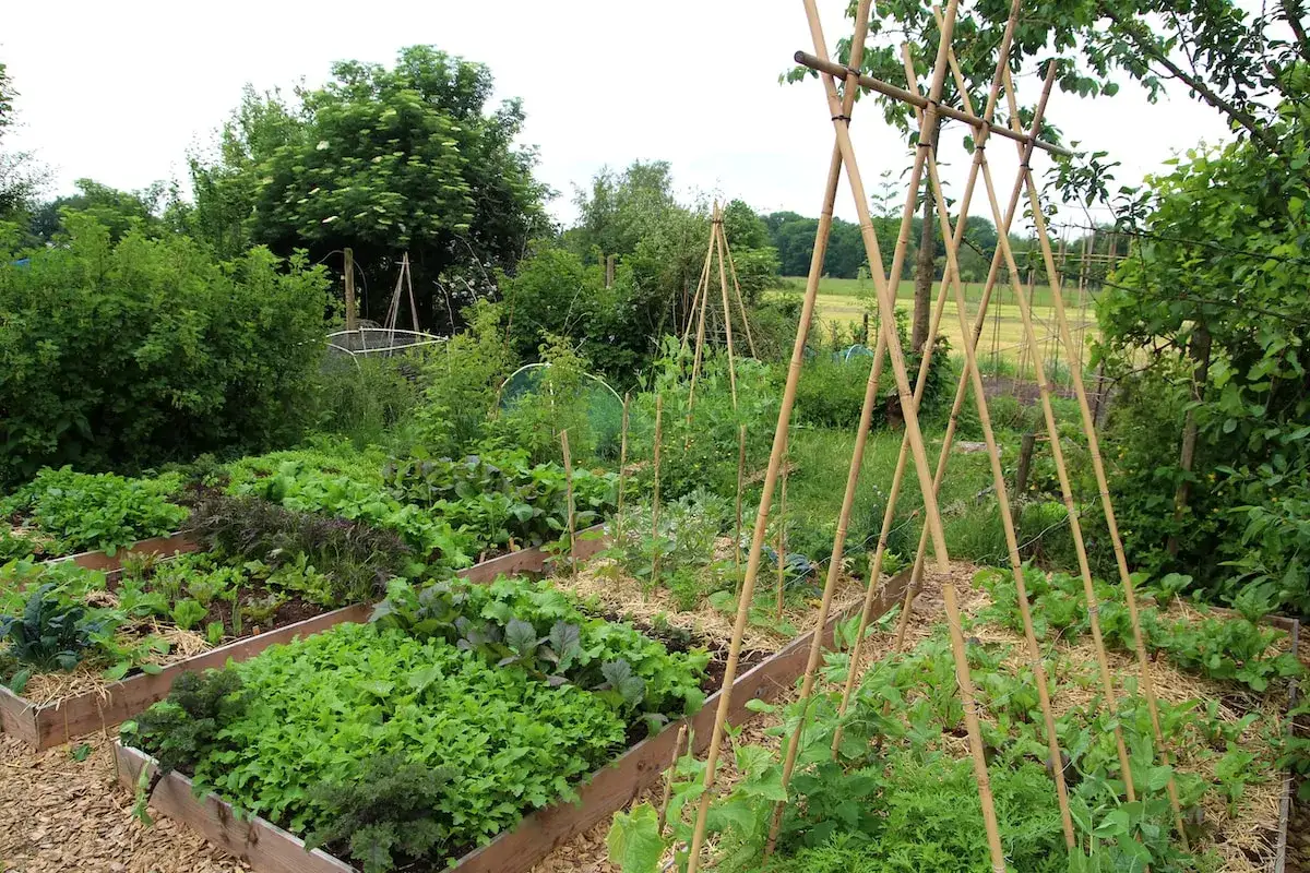 &Uuml;ppiger permakultur garten mit Hochbeeten voller Salat, Gr&uuml;nkohl und Bohnen, gest&uuml;tzt von Bambusgestellen.