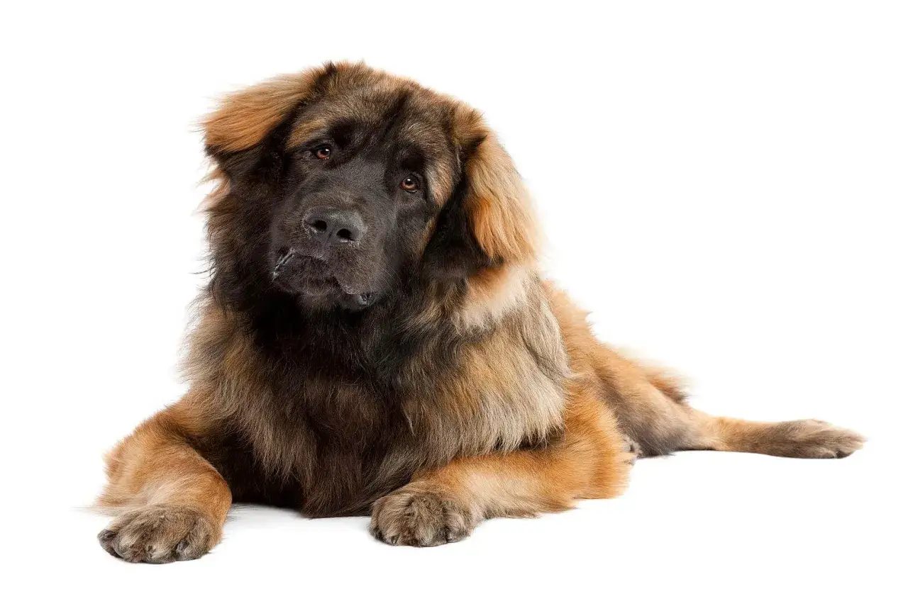 Pies leonberger o gęstej, brązowej sierści leży na białym tle, patrząc w obiektyw z lekko przechyloną głową.