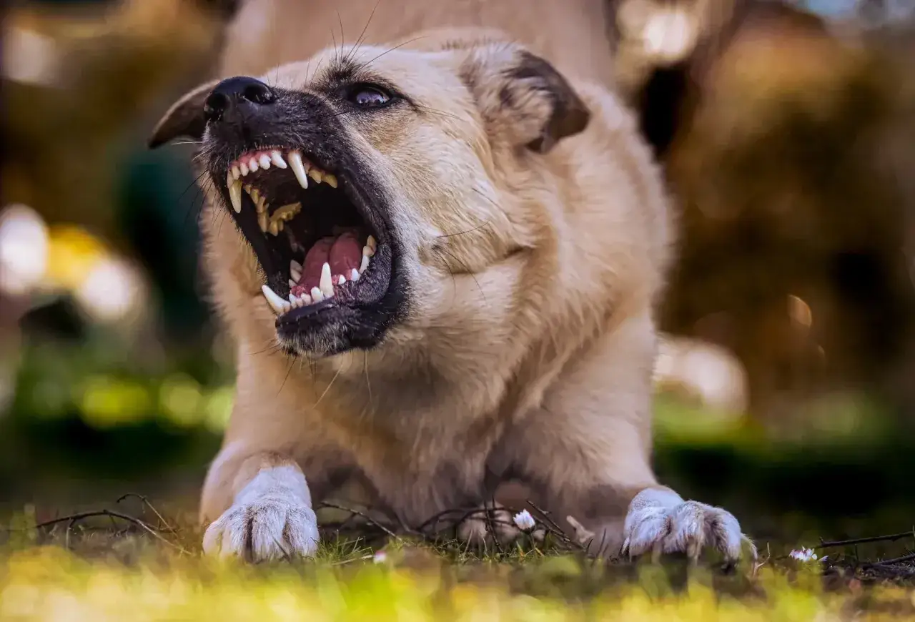 Ein Hund knurrt wütend mit offenem Maul und sichtbaren Zähnen. Vielleicht fragst du dich, warum knurrt mein Hund andere Hunde an?