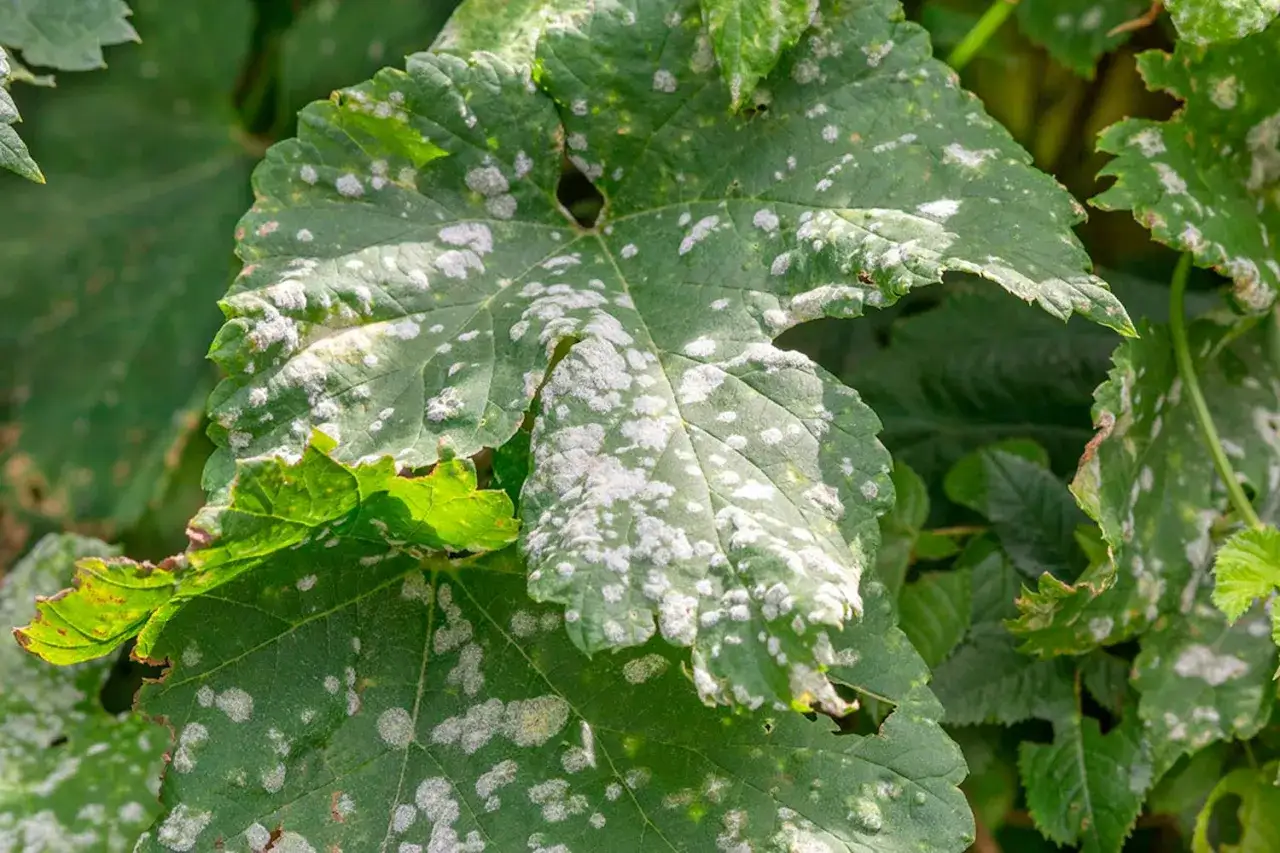 Gröna blad med vita fläckar, tecken på **downy mildew** (mjöldagg).