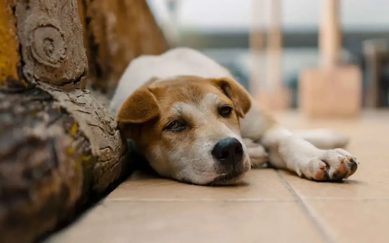 Un chien fatigu&eacute;, le regard triste, repose pr&egrave;s d'un tronc. Il semble souffrir, &eacute;voquant la d&eacute;tresse d'un chien mourant en insuffisance r&eacute;nale.