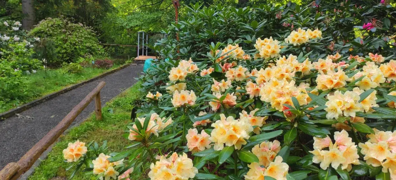 Kwiaty rododendronów w Lądku Zdroju, jedna z wielu atrakcji.