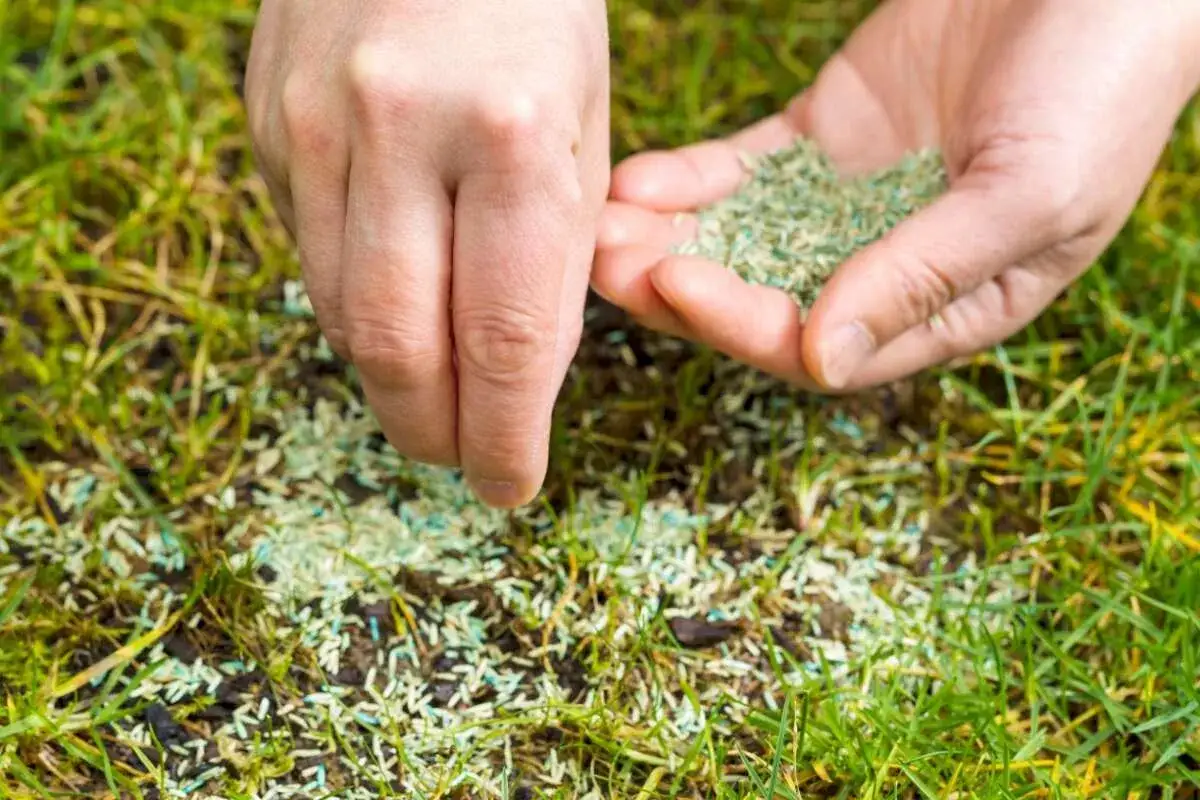 Hands sowing grass seed to overseed a lawn in spring.
