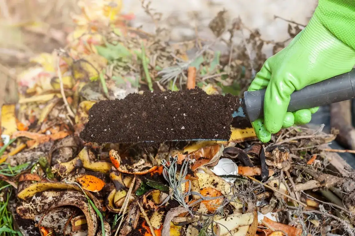 Maintenant, je sais que mettre dans le compost : &eacute;pluchures de fruits et l&eacute;gumes, marc de caf&eacute;, coquilles d'&oelig;ufs, herbe coup&eacute;e. Une pelle pleine de terreau riche.