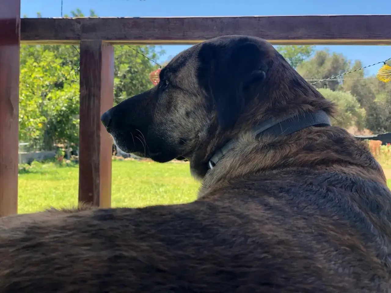 Ein C&atilde;o de Castro Laboreiro blickt nachdenklich in die Ferne, sein gestreiftes Fell schimmert in der Sonne.