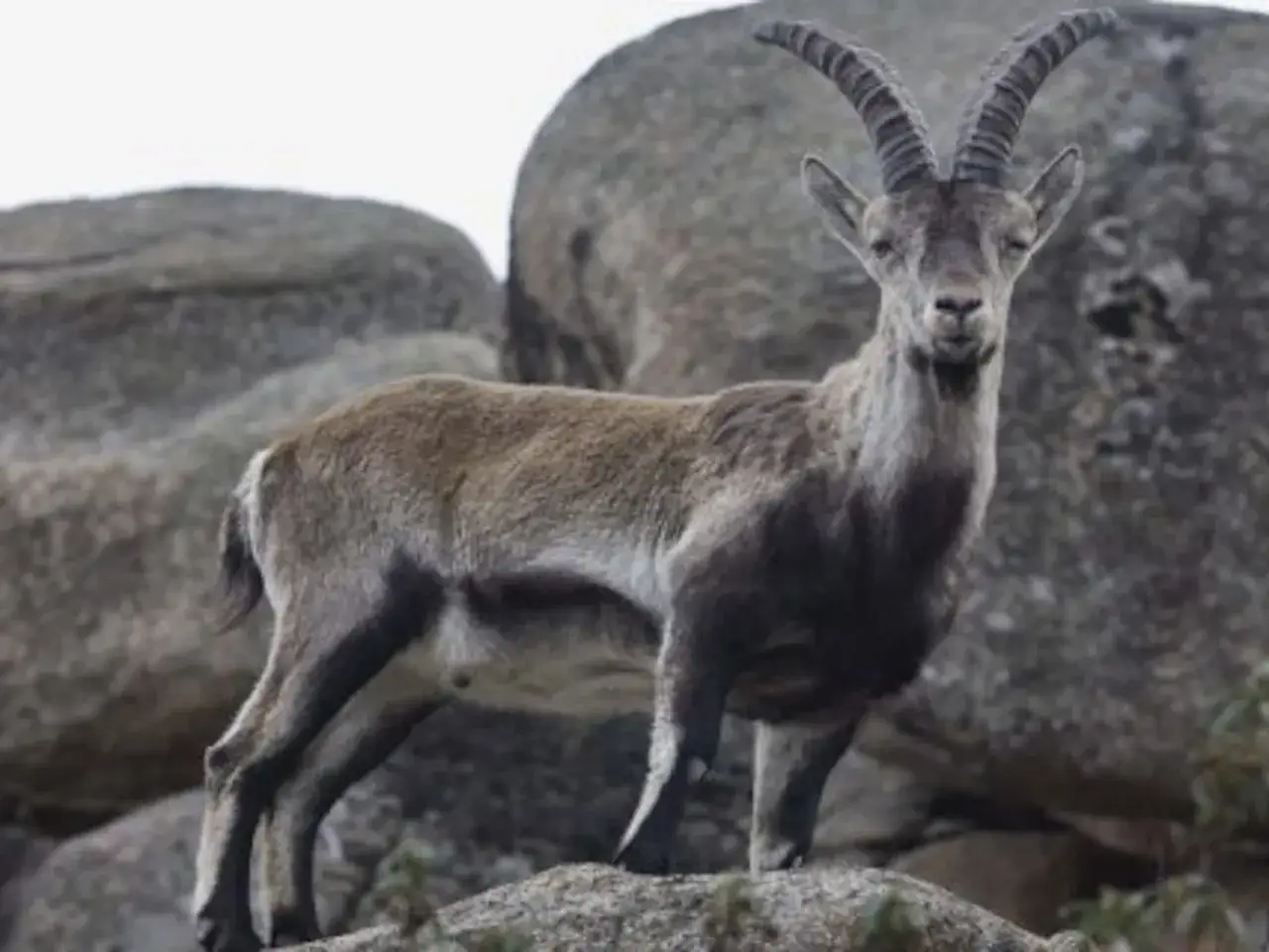 Una cabra del Guadarrama, con sus impresionantes cuernos curvados, posa majestuosa sobre rocas graníticas.