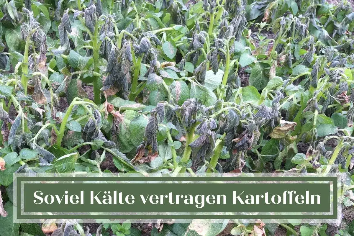 Kartoffelpflanzen, die vom Frost geschädigt sind. Die Blätter sind welk und dunkel, ein Zeichen dafür, wie viel Kälte sie vertragen.