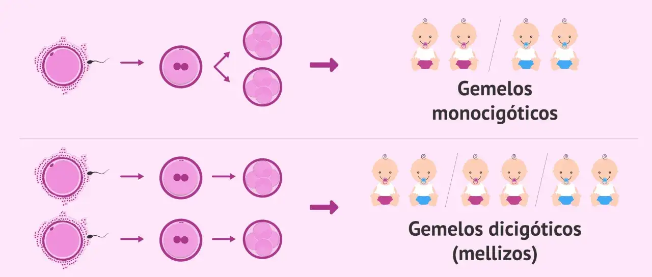 Ilustraci&oacute;n de la concepci&oacute;n y desarrollo de gemelos monocig&oacute;ticos y dicig&oacute;ticos. Los gemelos diferentes pueden ser id&eacute;nticos o no.