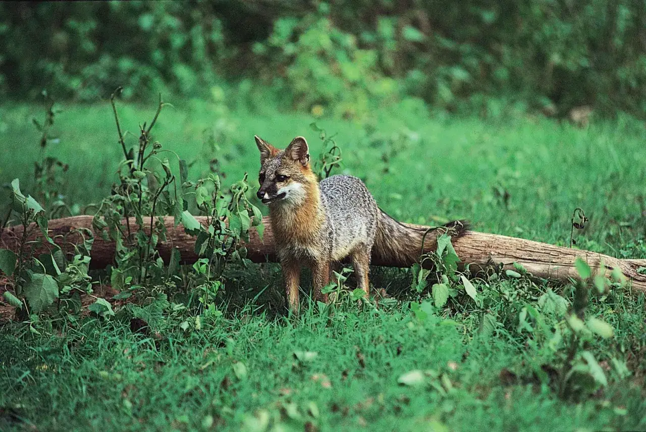 Szary lis, jeden z wielu gatunk&oacute;w lis&oacute;w, stoi na tle zarośli i powalonego pnia.