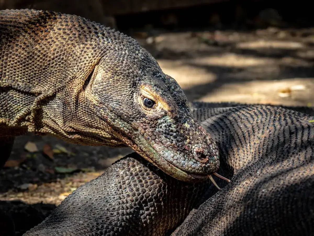 Jaszczurka z Komodo z wyciągniętym językiem, jej łuski lśnią w słońcu.