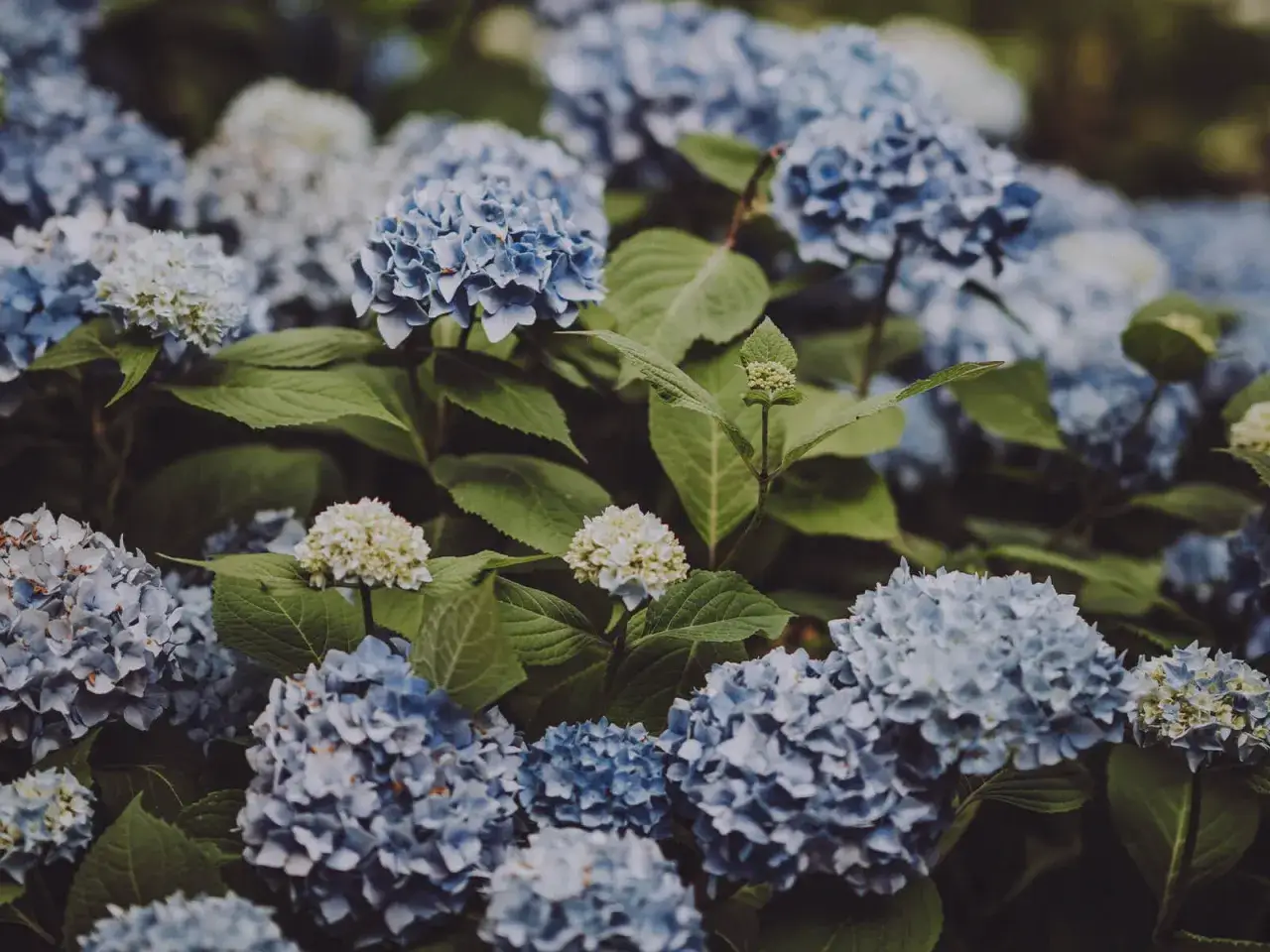 Un cespuglio di hydrangea serrata con fiori blu e bianchi, le foglie verdi creano uno sfondo lussureggiante.