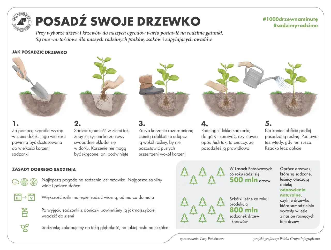 Prawidłowe sadzenie drzewa krok po kroku