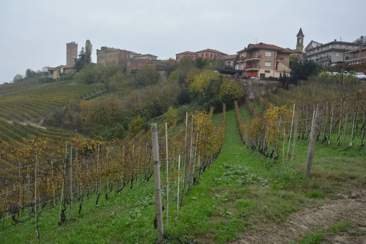 Colline nebbiose con vigneti autunnali, dove il **barbaresco vitigno** dona vini pregiati. Case e torri punteggiano il paesaggio.