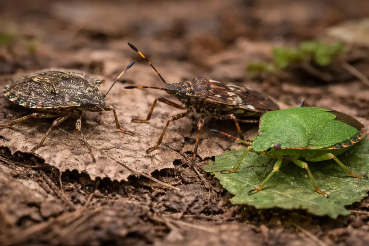 Trzy pluskwiaki, dwa brązowe i jeden zielony, siedzą na ziemi. Jeden z brązowych pluskwiaków ma pomarańczowe paski na czułkach.