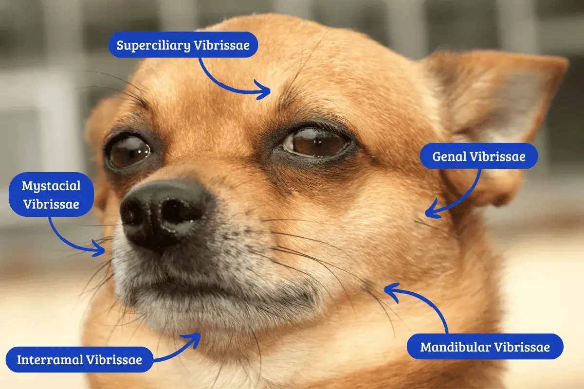 Close-up of a dog's face, showing labeled whiskers. These sensitive vibrissae help dogs navigate and sense their surroundings, answering why do dogs have whiskers.