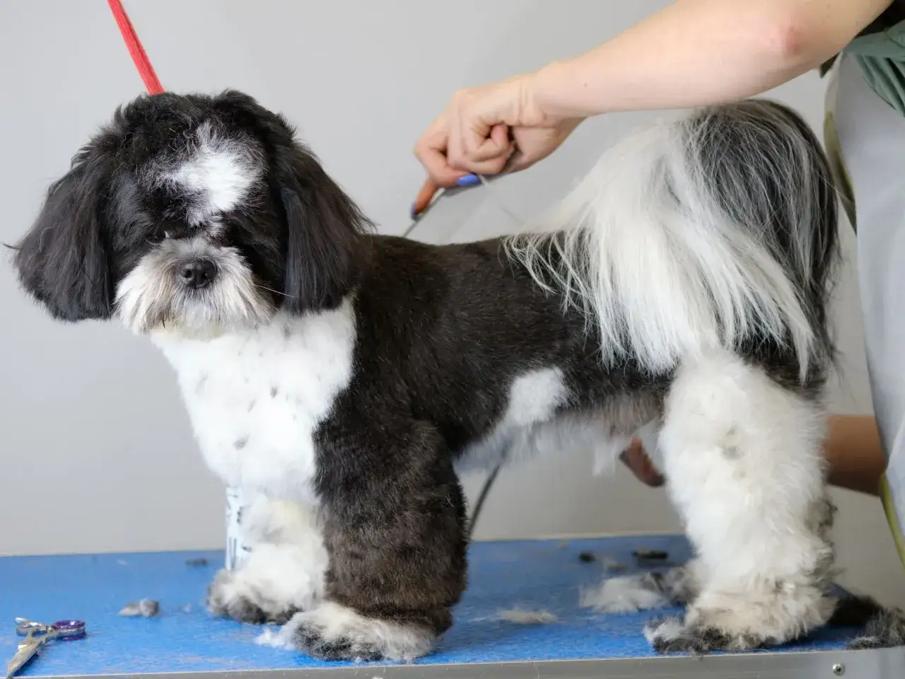 Czarno-biały pies rasy shih tzu na stole groomerskim, podczas strzyżenia.